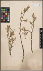 Foto von Salix coaetanea (Hartm.) Flod.